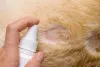 A alergia alimentar em cães também pode acarretar em feridas na pele e queda de pelo