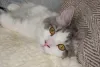 Dentre os gatos de raça, o Ragamuffin é uma das melhores companhias para se ter em casa