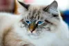 O Ragamuffin é um gato muito dócil e companheiro, além de adorar brincar