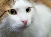 Considerado um gato de raça grande, o Ragamuffin tem um peso que varia de 4 a 9kg