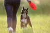 Border Collie brincando com o dono ao ar livre