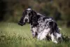 O cachorro da raça Cocker precisa de exercícios físicos diariamente para gastar energia