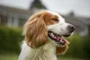 O cachorro Cocker Spaniel é muito companheiro e adora ficar perto da sua família