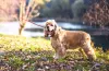 Cocker: cachorro precisa de alguns cuidados específicos com a pelagem