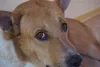O cachorro com conjuntivite, além do olho vermelho e inchado, também costuma lacrimejar bastante
