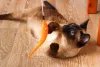 O gato Siamês pode passar horas brincando sozinho ou na companhia de seus humanos