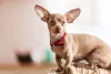 Diferentes tamanhos: Pinscher 0, 1, 2 ou miniatura são nomenclaturas que ajudam a identificar o tipo da raça