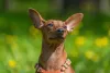 A raça Pinscher precisa de caminhadas diárias e alimentação controlada para evitar a obesidade