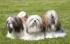 Um dos cuidados com Lhasa filhote é a socialização para evitar brigas com outros animais e desconhecidos