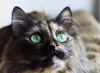 A pelagem do gato escaminha é uma junção das cores preto e laranja