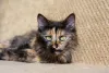 A gata escaminha é muito mais comum do que um gato casco de tartaruga macho