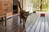 O gato escaminha pode ser bem tímido e amoroso com a família