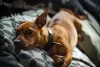 A raça de cachorro Pinscher pode ser barulhenta. A socialização correta e adestramento podem ajudar a evitar esse comportamento