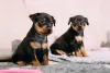 Impossível ver um filhote de Pinscher e não se apaioxonar!