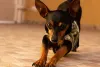 Pinscher preto espreguiçando as patas dianteiras