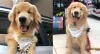 Verruga em cachorro: nos primeiros dias, o Goo Jr. ficou com uma pintinha esbranquiçada na ponta do nariz