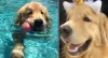 Com o passar do tempo, o papilomavírus canino começou a piorar
