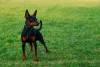 Pinscher preto e vermelho ao ar livre