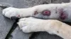 Algumas manchas pretas na pele do cachorro surgem como manchas vermelhas que vão escurecendo com o tempo