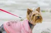 Procurando acessórios para cachorro pequeno? Uma camiseta colorida pode fazer total diferença!
