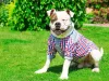 O bom da roupa para cachorro é que tem modelos para todos os tamanhos e todas as raças!