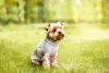 Acessórios para cães: um casaquinho às vezes cai bem, principalmente em dias mais frios