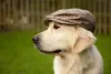 Boina ou boné para cachorro são ótimos para trazer ainda mais estilo para o seu amigo de quatro patas