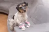 Sapato para cachorro é uma ótima maneira de proteger as patinhas do seu amigo do asfalto quente nos passeios