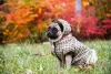 Roupa para cachorro: tem como resistir a um doguinho vestido assim? Impossível!