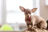 Pinscher marrom claro em cima do sofá