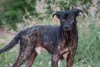 Para tratar a sarna sarcóptica, cachorro pode precisar de banhos antissépticos, dependendo da gravidade