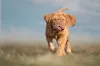 O cão Boerboel ama correr e brincar e, por isso, precisa de um ambiente grande e espaçoso para se movimentar
