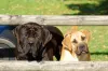 Raça de cão boerboel pode ser encontrada nas cores tigrado, amarelo, vermelho escuro, preto e marrom