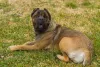 Boerboel: cachorro da raça também pode ter uma