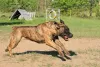 O Boerboel africano é muito ativo e tem muita energia para gastar