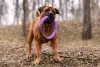 Boerboel: preço pode variar de R$2.500 a R$4.500, dependendo da linhagem do animal