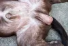 Neoplasia canina: observe com frequência a região dos testículos do seu cachorro