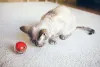 Bolinha para gatos com petiscos estimulam o animal a desvendar um desafio