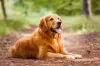 Mas também é possível que o Golden Retriever tenha o pelo em um dourado mais escuro