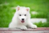 O Husky Siberiano totalmente branco é bem comum