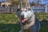 Também é possível encontrar o Husky com a pelagem de cachorro cinza