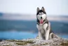 A raça Husky pode ter parte da pelagem preta