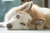 O cãozinho Husky Siberiano com tons de areia são bem difíceis de encontrar