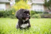 O Shih Tzu pode ter a cor de pelagem de cachorro totalmente preta