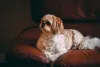 O Shih Tzu com tons de dourado no seu corpo é um charme!