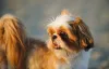A raça Shih Tzu também pode apresentar uma cor de pelo de cachorro mais voltada para tons avermelhados