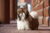 O cO cachorro Shih Tzu com a cor de pelo marrom é mais raro
