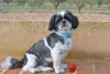 O Shih Tzu também pode apresentar variações da cor cinza pelo corpo