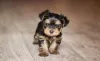 Em alguns casos, tons de preto também podem aparecer na cor de pelagem de cachorro Yorkshire