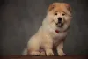O cãozinho Chow Chow também pode ter uma cor mais puxada para o bege